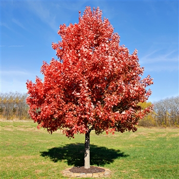 Dwarf Red Maple Tree Height - dwarf japanese maple tree size