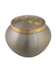 Pewter With Golden Paws - IS