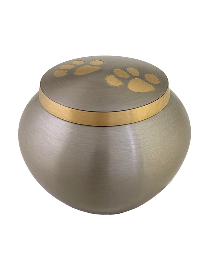 Pewter With Golden Paws - IS